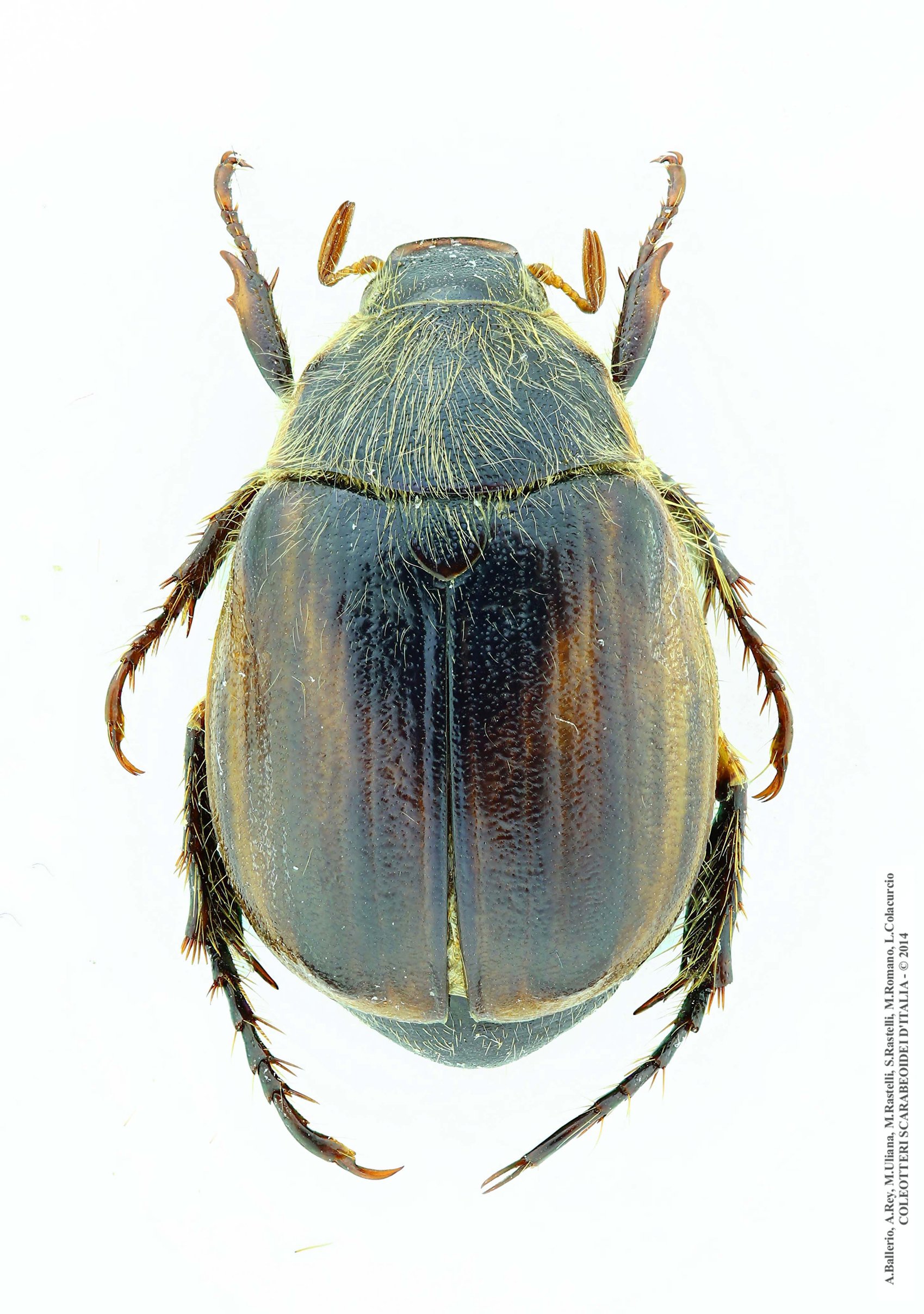 Anomala devota